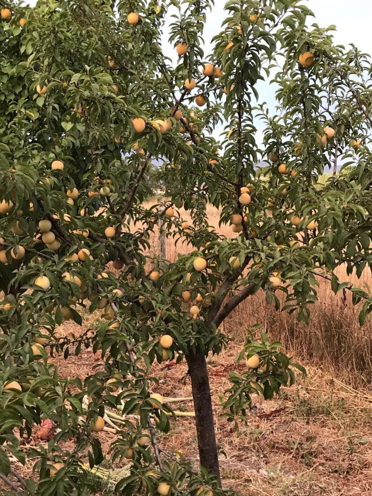 Willa Agriturismo S'Aranada Marrùbiu Zewnętrze zdjęcie